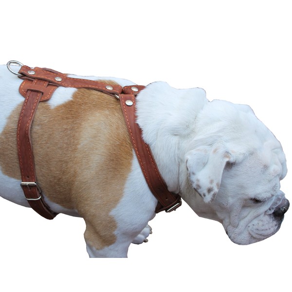 Genuine Leather Dog Harness, 33"-41" Chest, 1" Wide Straps Newfoundland,