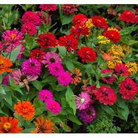 Axel's Garden Seeds Zinnia Flower Seed  Mix | Non-GMO | Heirloom | Fresh Flower Seeds - 50 Seeds