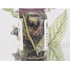 BELLADONNA OIL Deadly Nightshade Atropa belladonna seeds roots WICCA Magick