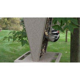 JCs Wildlife Poly Lumber Hanging Whole Peanut Squirrel Feeder