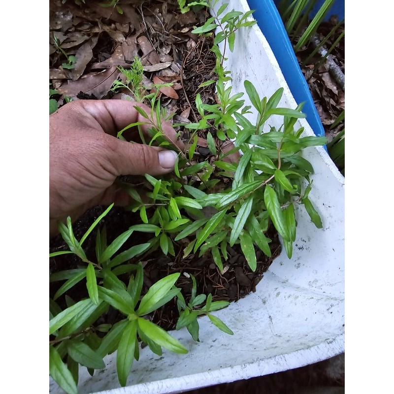 Oplantgarden (3)Pomegranate Fruit/ Seedling/ Plant - ( 7-10 Inches 3