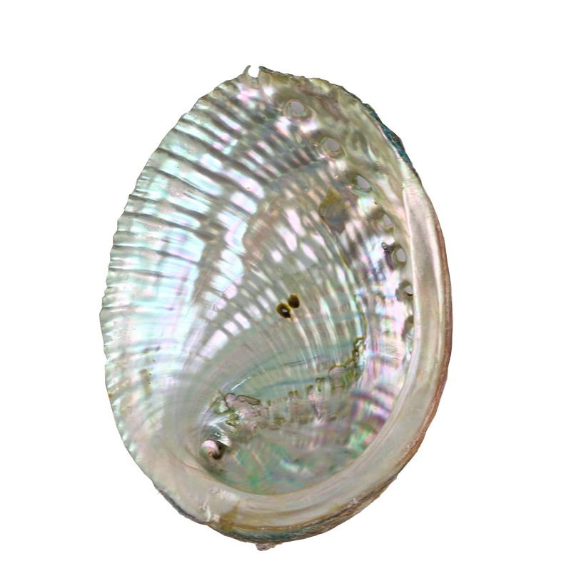 Purifying Dish, With Base, Abalone Shell, 4.3 inches (11 cm),