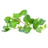 Greek Oregano (2500 Seeds)