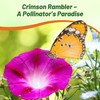 Outsidepride 500 Seeds Annual Ipomoea Purpurea Morning Glory Crimson Rambler