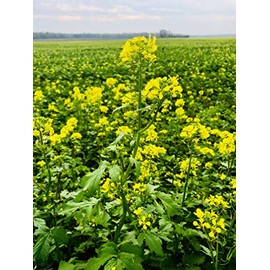 “Nemagon” Mustard Green Seeds – Fast-Growing Mustard Green or Microgreen – Sinapis Alba Nemagon | Never GMO, Always Heirloom and Open-Pollinated | USA Grown Seeds by Liliana's Garden |