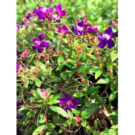 Tibouchina Dwarf | 1 Extra Large 3 Gallon Plant | Tibouchina granulosa Compacta | Vibrant Purple Blooms | Garden Showstopper