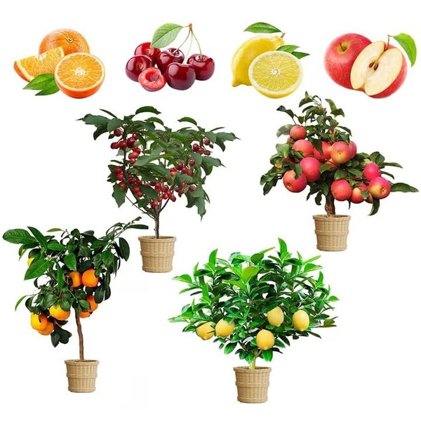 Mix Dwarf Bonsai Fruit Tree Seeds for Planting, 50+ Lemon
