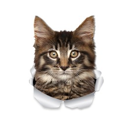 Winston & Bear Maine Coon Cat Wall Decals - 2 Pack - Tabby Maine Coon Kitty Cat Toilet Sticker - 3D Cat Car Window and Bumper Sticker - Retail Packaged Cat Lover Gifts