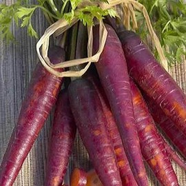 David's Garden Seeds Carrot Cosmic Purple 1000 Non-GMO, Heirloom Seeds