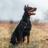 Tactical Dog Collar with Handle, Military Adjustable Heavy Duty Metal