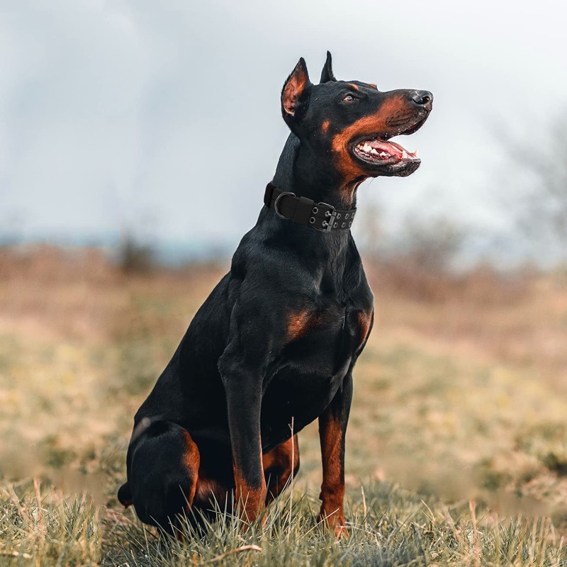 Tactical Dog Collar with Handle, Military Adjustable Heavy Duty Metal