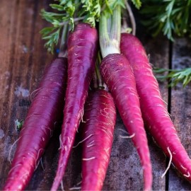 Sunshine Seeds Cosmic Purple Carrot Seeds (100+) / HEIRLOOM / ORGANIC / FLORIDA GROWN / RARE