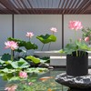 6Pcs Lily Plant Pots for Pond, Aquatic Pond Planter for