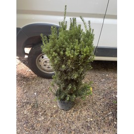Hicks Yew (Taxus x Media 'Hicksii')