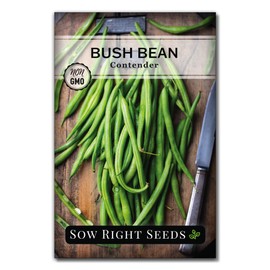 Sow Right Seeds - Contender Bush Green Bean Seeds for Planting - Non-GMO Heirloom Seed Packet - Stringless Variety to Plant an Outdoor Home Vegetable Garden - Abundant Harvest, Great for Kids (1)
