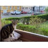 JUMXSRLE Cat Netting, Cat Balcony Net, Cat Balcony Fence for