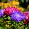 The Old Farmer's Almanac Aster Seeds (Powderpuff Mix) - Approx