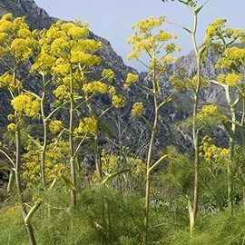 Palm Beach Medicinal Herbs - Giant Anise Fennel (Ferula communis) - Packet of 10 Seeds