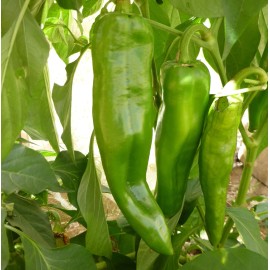 Southeast Seeds Anaheim Chile Hot Pepper Seeds, NON-GMO, Variety Sizes, Chili, FREE SHIPPING - 1000 Seeds or 1/4 OZ