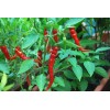 Southeast Seeds Cayenne Long Red Thin Pepper Seeds, NON-GMO, Variety