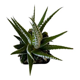 Zebra Plant - Haworthia fasciata - Easy to Grow/Hard to Kill Succulent, 2 inch Pot - Hopewind Plants Shop