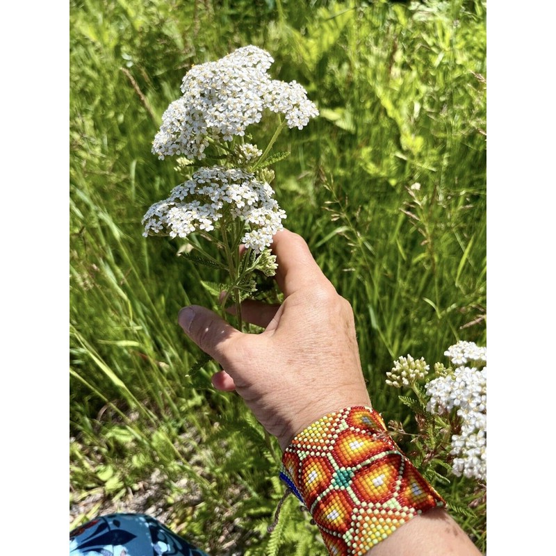 Tinctura Transforma Apothecary Monastery Healing Herbal tea , Old Formula