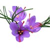 50 Saffron Crocus Sativus Corms Bulbs -Large 9 Cm Corms