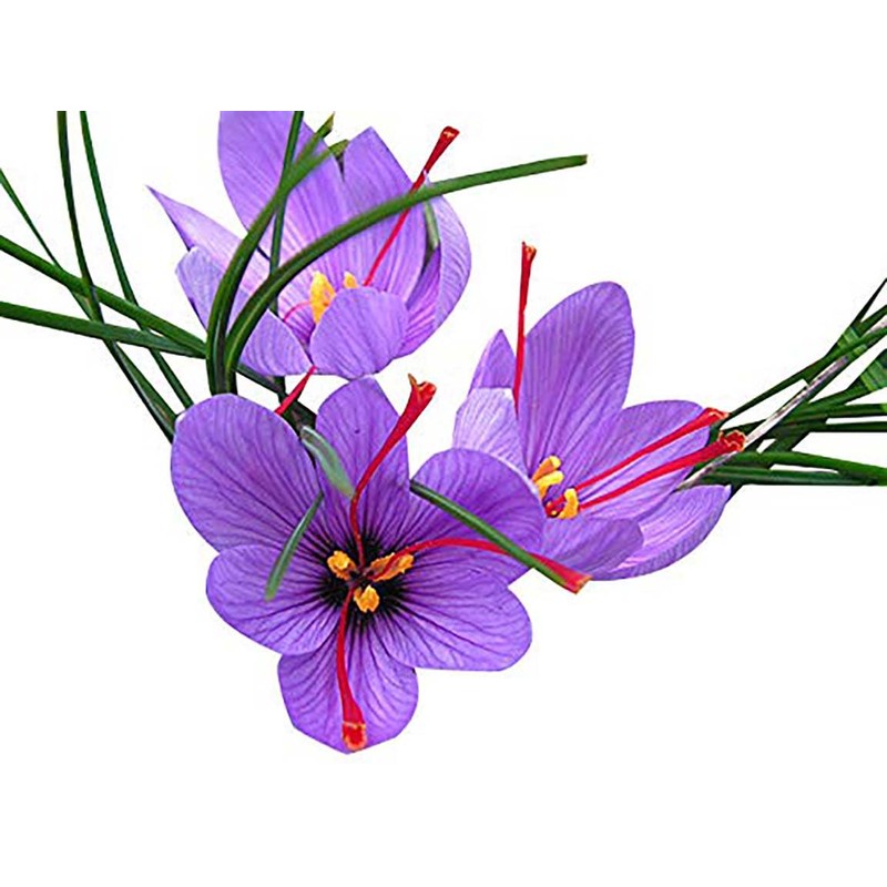 50 Saffron Crocus Sativus Corms Bulbs -Large 9 Cm Corms