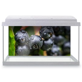 Aquarium Fish Tank Background 90x45 cm - Black Chokeberry Fruit Plant Nature Static Cling Vinyl Vivarium Terrarium External Application #52642