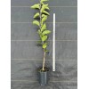 Santiam Nursery Honey Jar Asian Pear Tree, bare root, Very