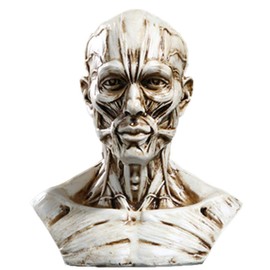 VOANZO Resin Human Model Anatomy Skull Head Muscle Bone Medical Model Mini Size(White)