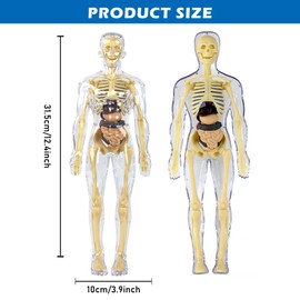 Nizirioo 28.5 cm Anatomy Model Human Body 3D Human Body Torso Model Anatomy Model Skeleton, Human Body Model Removable, Teaching Model Human Body Early Teaching