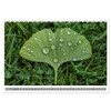 Mit Ginkgo biloba durch das Jahr (Tischkalender 2026 DIN A5