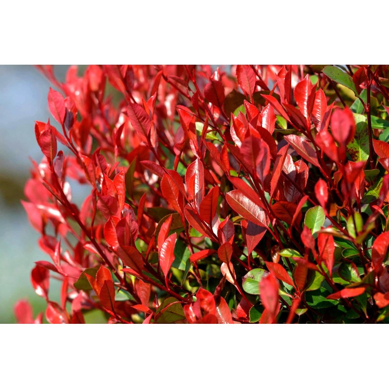 Photinia Red Tip - 30 Live Plants - Photinia x