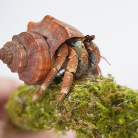 Begeterday 25 Inch Hermit Crab Climbing Toys, Bendable Hermit Crab Supplies, Ideal Hermit Crab Habitat Tank Terrarium Accessories