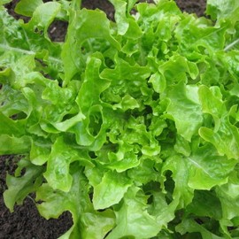 Green Salad Bowl, Leaf Lettuce (Lactuca Sativa) Vegetable Seeds, Fast-Growing, Mild and Sweet Flavor, Cut-and-Come-Again Harvest, Seeds by MySeeds.Co, You Choose The Amount (1/4 LB)