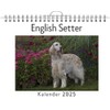 English Setter - (Wandkalender 2025, Kalender DIN A4 quer, Monatskalender