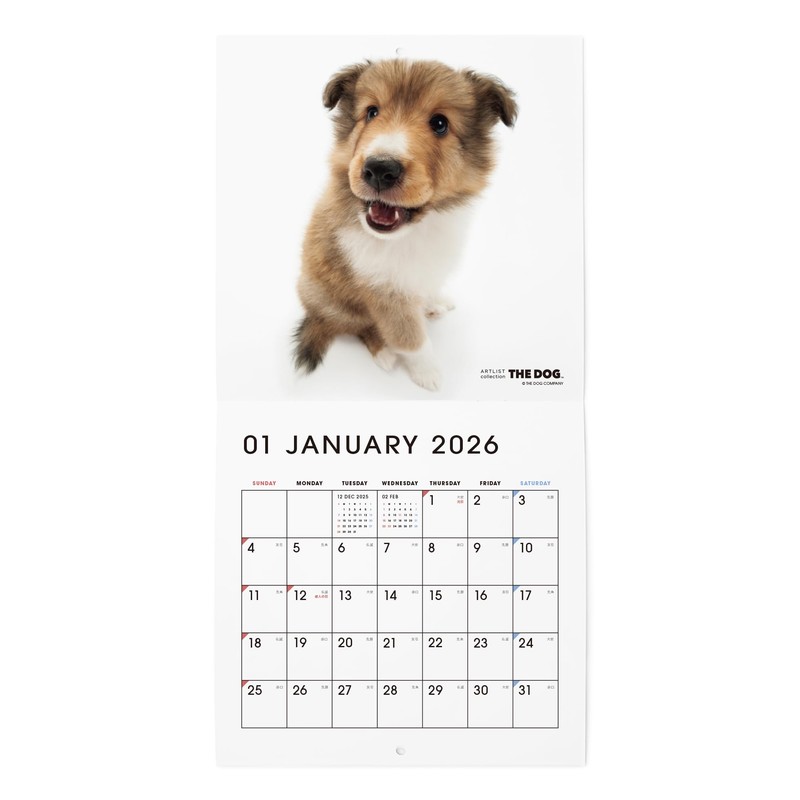 THE DOG 2026 Wall Calendar, Mini Size, Shetland Sheepdog