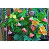22Day Seeds: Seeds Abutilon Flowers Mix/Flowerling Maple Tree/Perenial Tree
