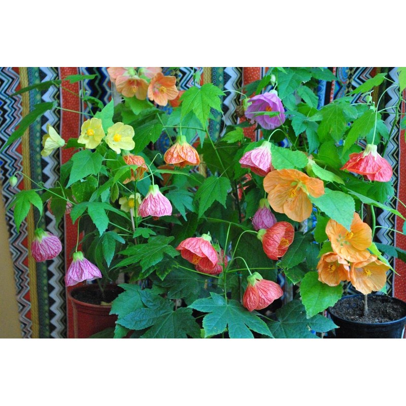 22Day Seeds: Seeds Abutilon Flowers Mix/Flowerling Maple Tree/Perenial Tree