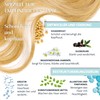 Clinuance Permanent Colouration without Ammonia, Sensitive Hair, 8.0 Light Blonde,
