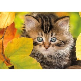 Nathan 12000945 1500-Piece Jigsaw Puzzle – Kitten in Autumn – Adults and Children from 14 Years Old – Premium Jigsaw Puzzle – Perfect Installation – Tendresse Collection