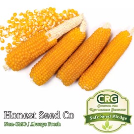 Honest Seed Co. Yellow POPCORN Corn Seeds for planting | Non-GMO | UNTREATED | Bulk Garden Seeds - 30+
