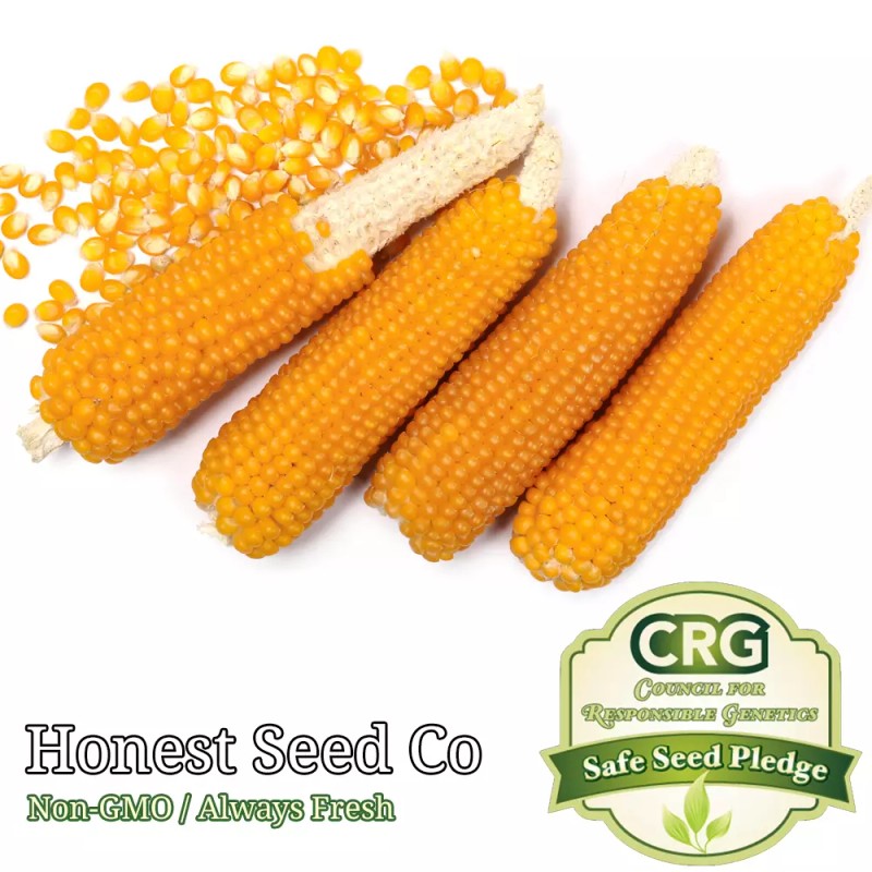 Honest Seed Co. Yellow POPCORN Corn Seeds for planting |