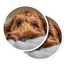 Vinyl Round Stickers (Set of 2) 10cm - Brown Cockapoo Dog Puppy for Laptops, Tablets, Luggage, Scrap Booking, Fridges #50398