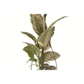 Shop Succulents | Standing Collection Rubber Plant Ficus Tinek Hand Selected, Air Purifying Live Elastica Tree Indoor House, 6-Inch