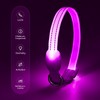LED Luminous Dog Collars (Purple, XS)