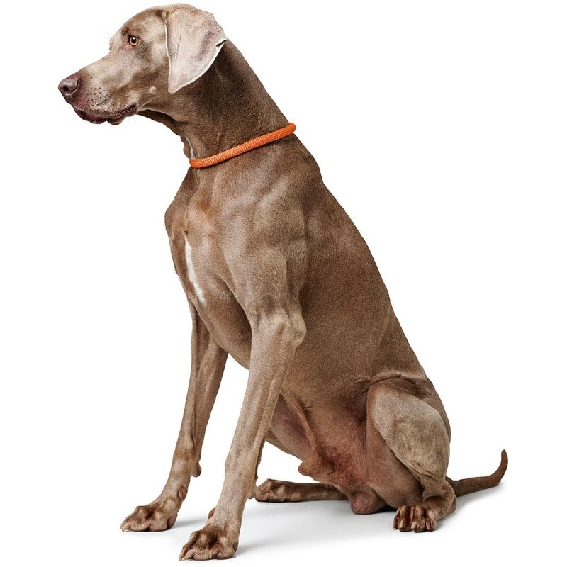 HUNTER Freestyle Dressage Collar Orange Durable Rope with Polyamide Core,