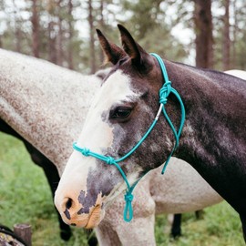 Knotty Girlz 4 Knot Rope Halter and 12 Foot Lead Rope Training Set (Purple, Standard)