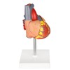 Merinden Modelo de corazón humano para anatomía, modelo de corazón